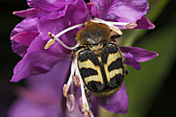 Beetle, Käfer, Coléoptère, Trichius fasciatus